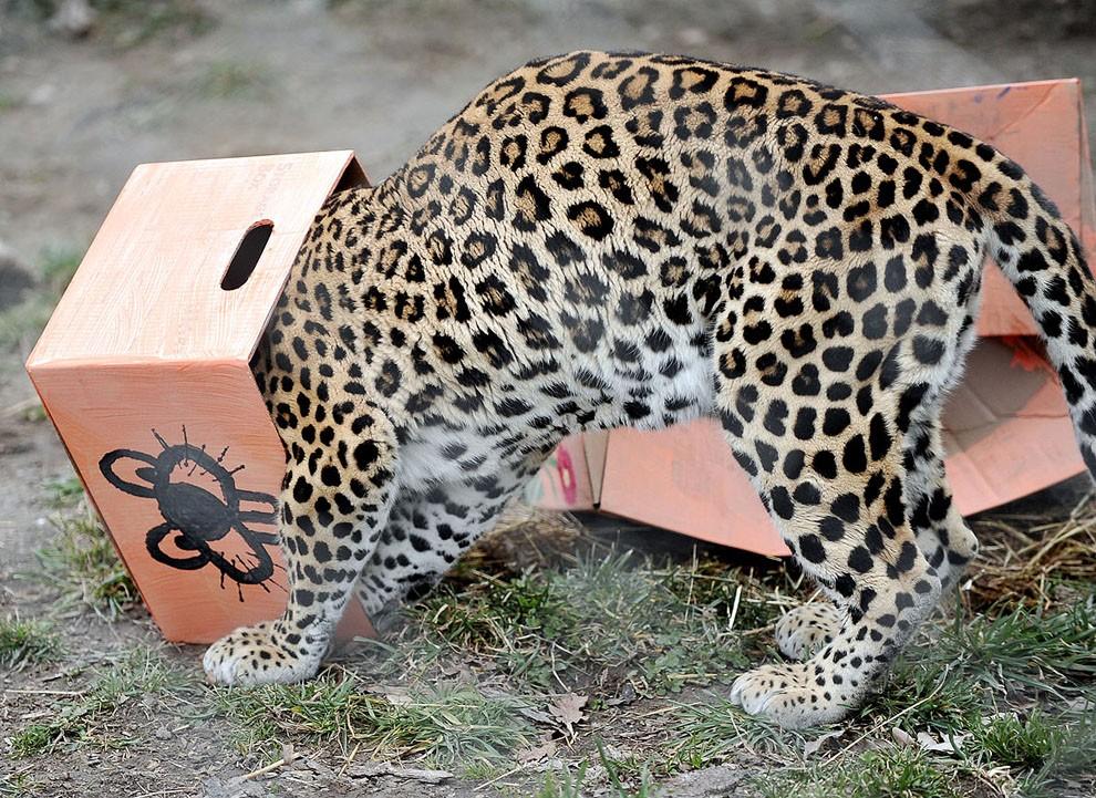 Фотография: Большие котики тоже любят коробки №11 - BigPicture.ru