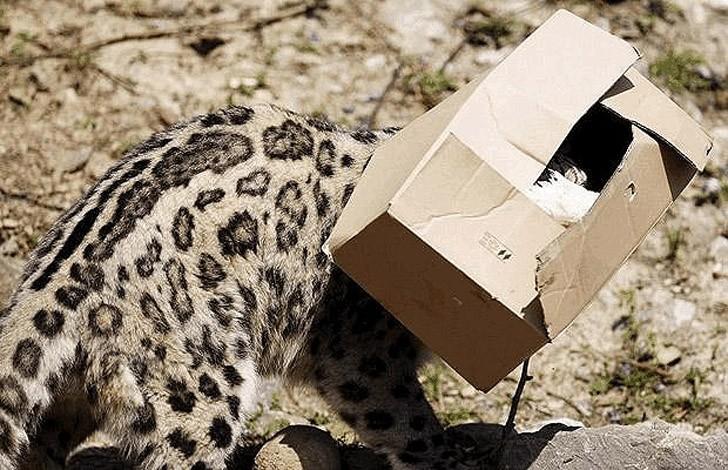 Фотография: Большие котики тоже любят коробки №12 - BigPicture.ru