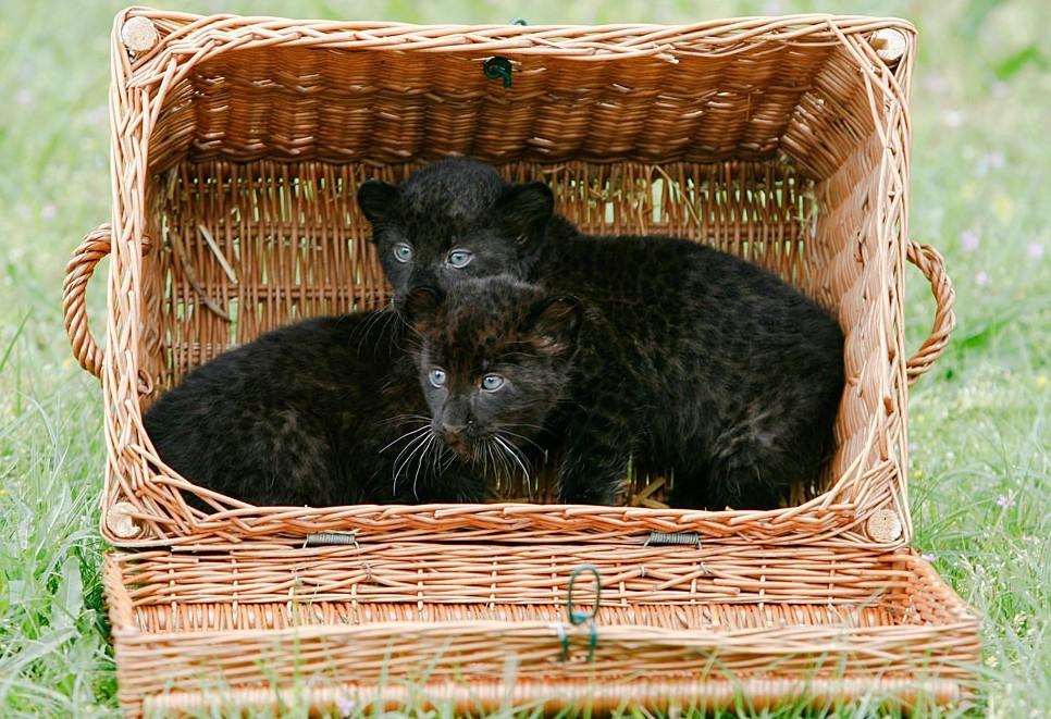 Фотография: Большие котики тоже любят коробки №14 - BigPicture.ru