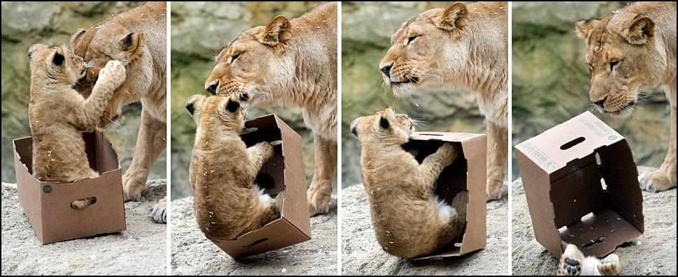 Фотография: Большие котики тоже любят коробки №15 - BigPicture.ru