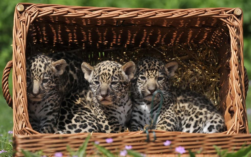 Фотография: Большие котики тоже любят коробки №18 - BigPicture.ru