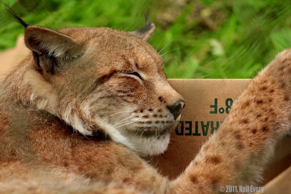 Фотография: Большие котики тоже любят коробки №19 - BigPicture.ru