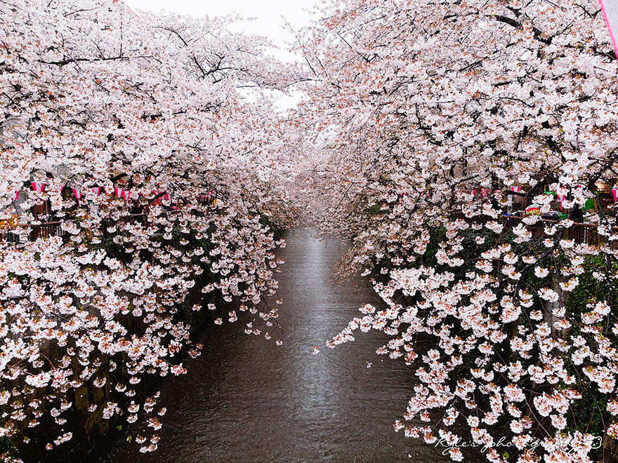 Фотография: Самые красивые фотографии цветения сакуры в 2014-м году №22 - BigPicture.ru