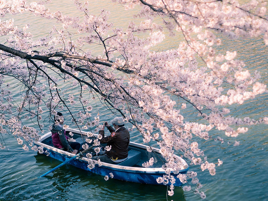 Фотография: Самые красивые фотографии цветения сакуры в 2014-м году №16 - BigPicture.ru