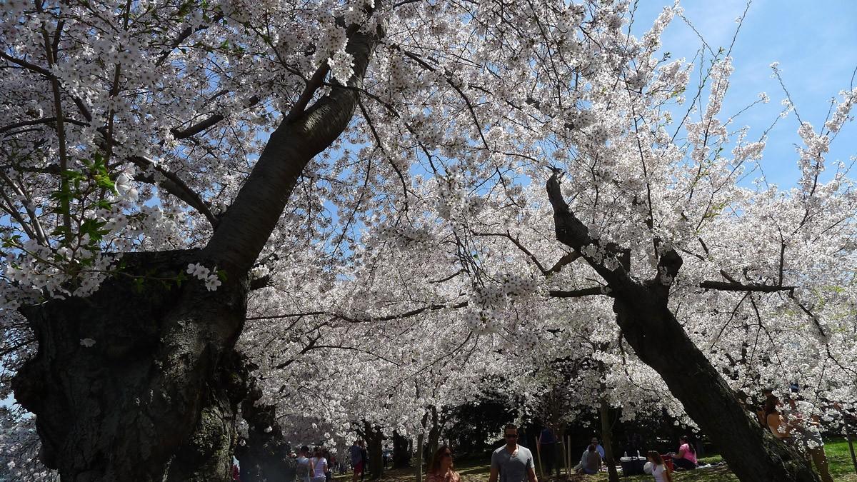 Фотография: Фестиваль цветения сакуры в Вашингтоне №3 - BigPicture.ru