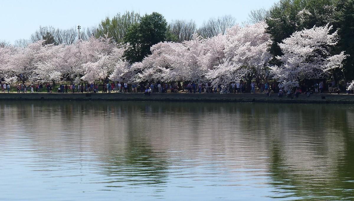 Фотография: Фестиваль цветения сакуры в Вашингтоне №5 - BigPicture.ru