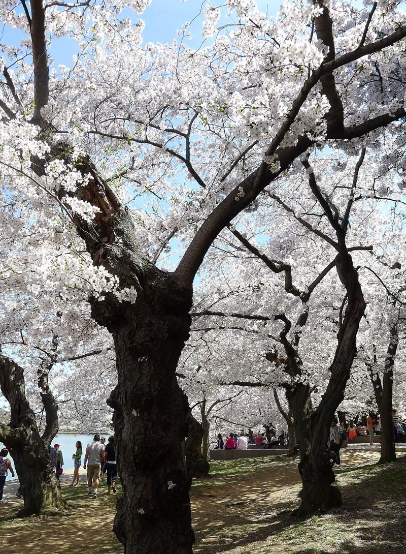 Фотография: Фестиваль цветения сакуры в Вашингтоне №12 - BigPicture.ru