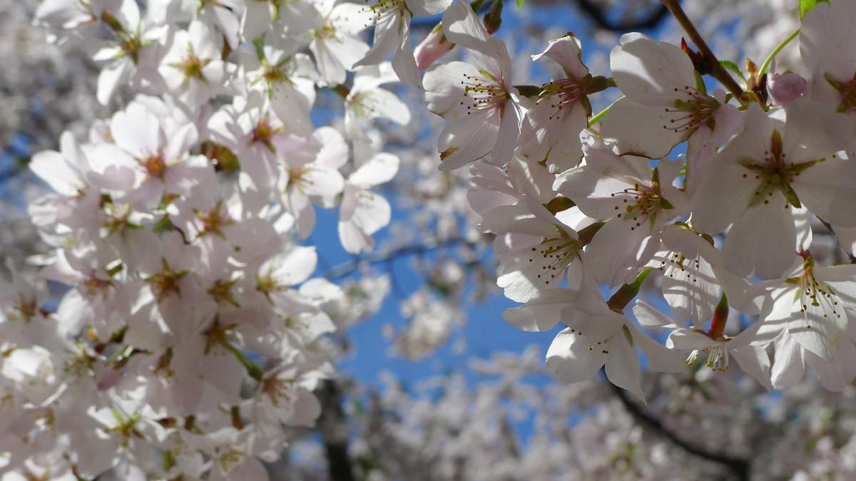 Фотография: Фестиваль цветения сакуры в Вашингтоне №14 - BigPicture.ru