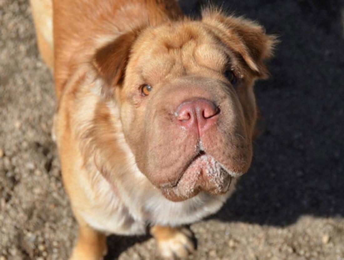 Фотография: Самые необычные породы собак №9 - BigPicture.ru