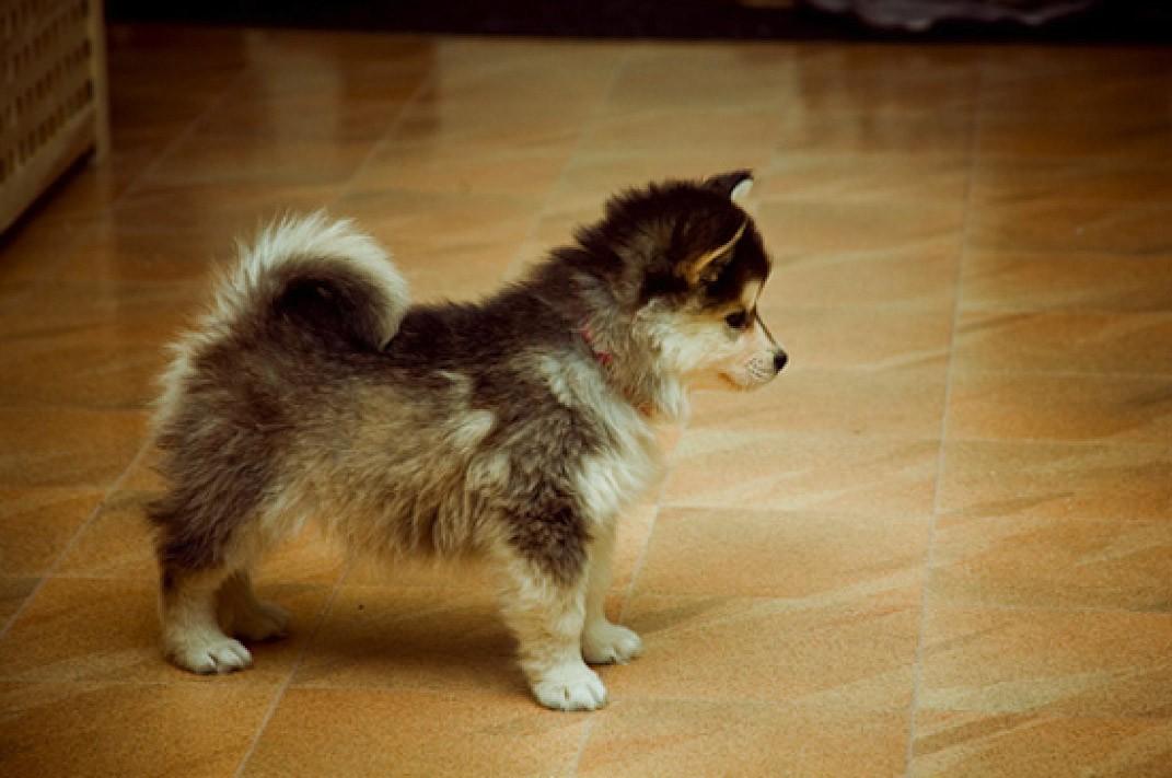 Фотография: Самые необычные породы собак №10 - BigPicture.ru