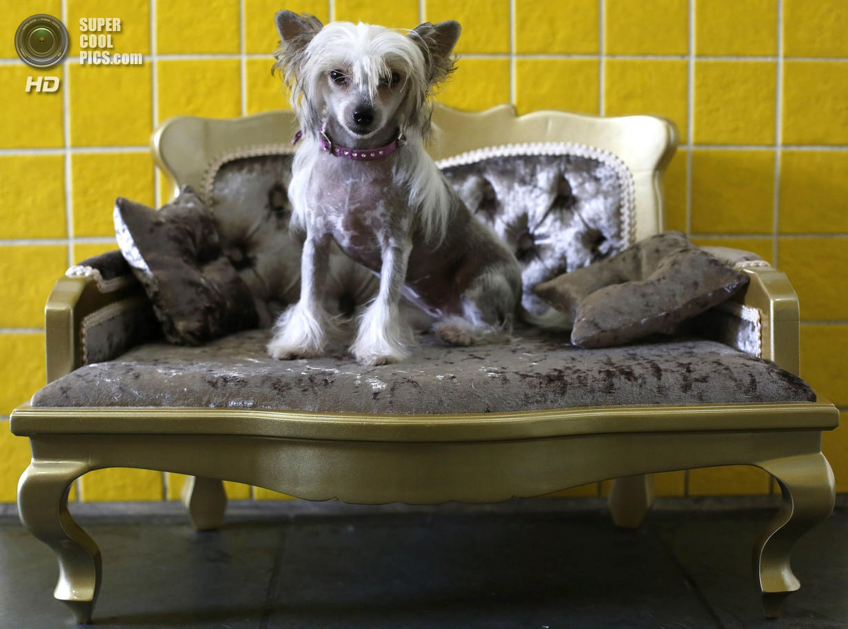 Фотография: Спа-процедуры для собак №15 - BigPicture.ru