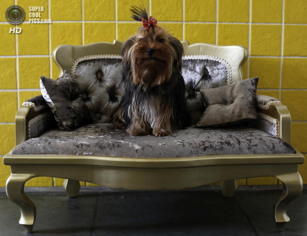 Фотография: Спа-процедуры для собак №16 - BigPicture.ru