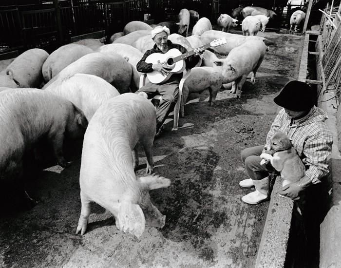 Фотография: Счастливый свиновод и его питомцы №3 - BigPicture.ru