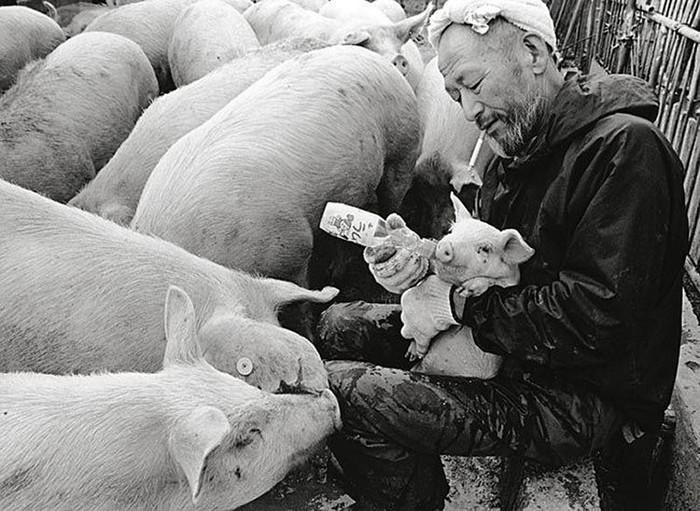 Фотография: Счастливый свиновод и его питомцы №6 - BigPicture.ru