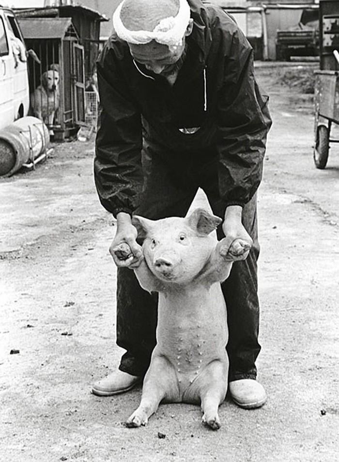 Фотография: Счастливый свиновод и его питомцы №9 - BigPicture.ru