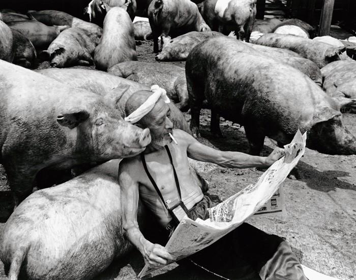 Фотография: Счастливый свиновод и его питомцы №10 - BigPicture.ru
