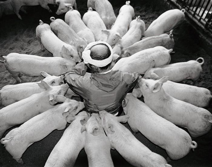 Фотография: Счастливый свиновод и его питомцы №13 - BigPicture.ru