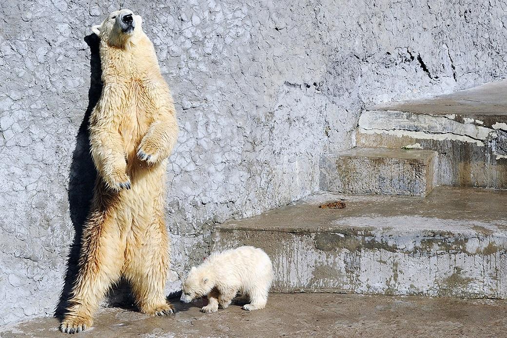 Фотография: Медвежонок впервые вышел в свет №11 - BigPicture.ru
