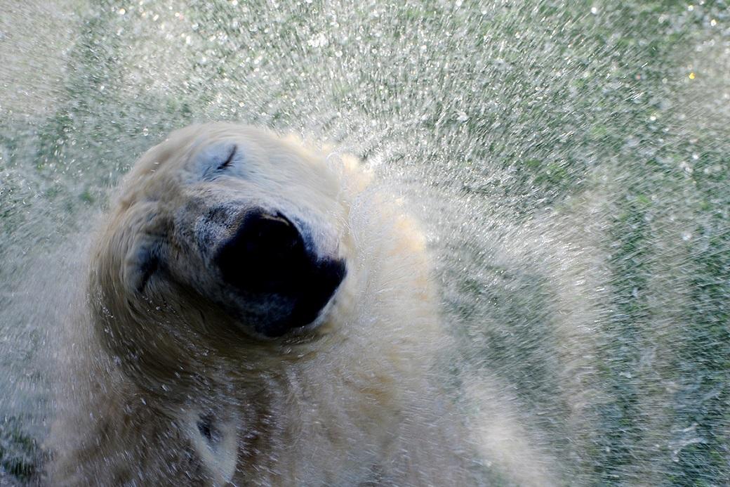 Фотография: Медвежонок впервые вышел в свет №9 - BigPicture.ru