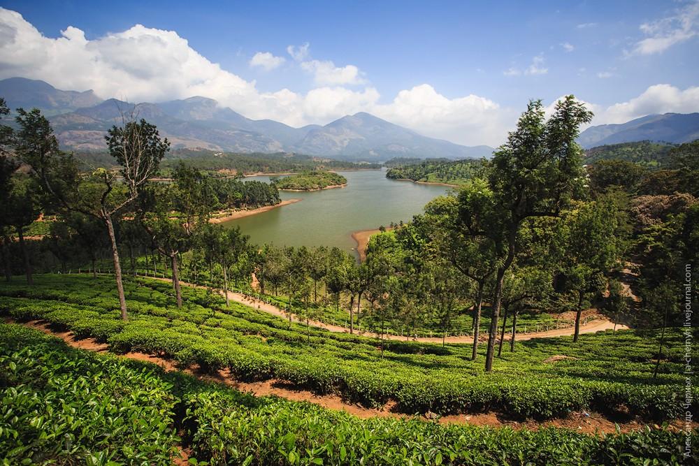 Фотография: Индийские заметки: Чайные плантации Муннара №2 - BigPicture.ru