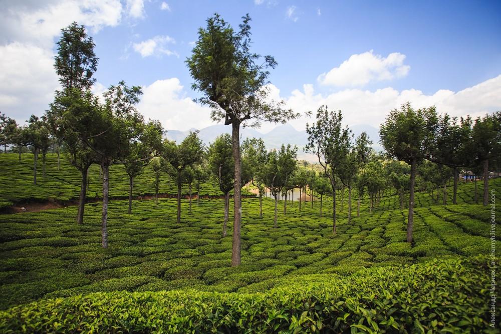 Фотография: Индийские заметки: Чайные плантации Муннара №3 - BigPicture.ru