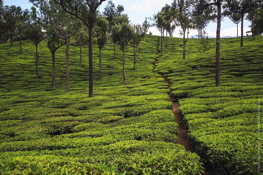 Фотография: Индийские заметки: Чайные плантации Муннара №4 - BigPicture.ru