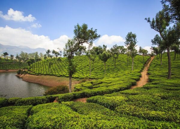 Индийские заметки: Чайные плантации Муннара