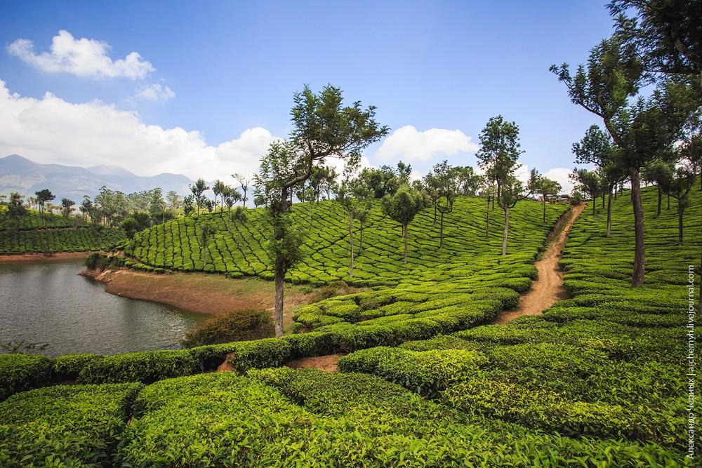 Фотография: Индийские заметки: Чайные плантации Муннара №5 - BigPicture.ru