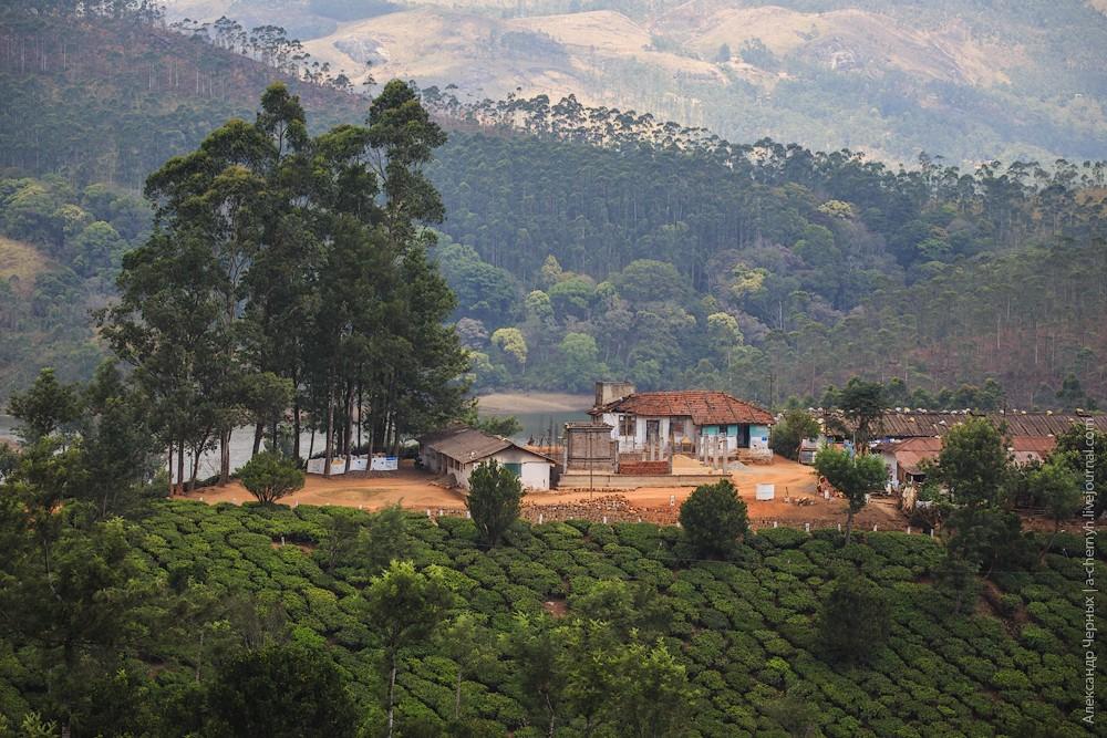 Фотография: Индийские заметки: Чайные плантации Муннара №13 - BigPicture.ru