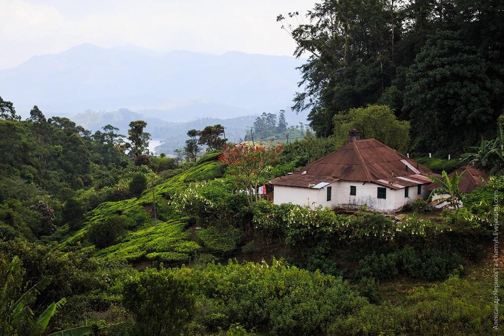 Фотография: Индийские заметки: Чайные плантации Муннара №19 - BigPicture.ru