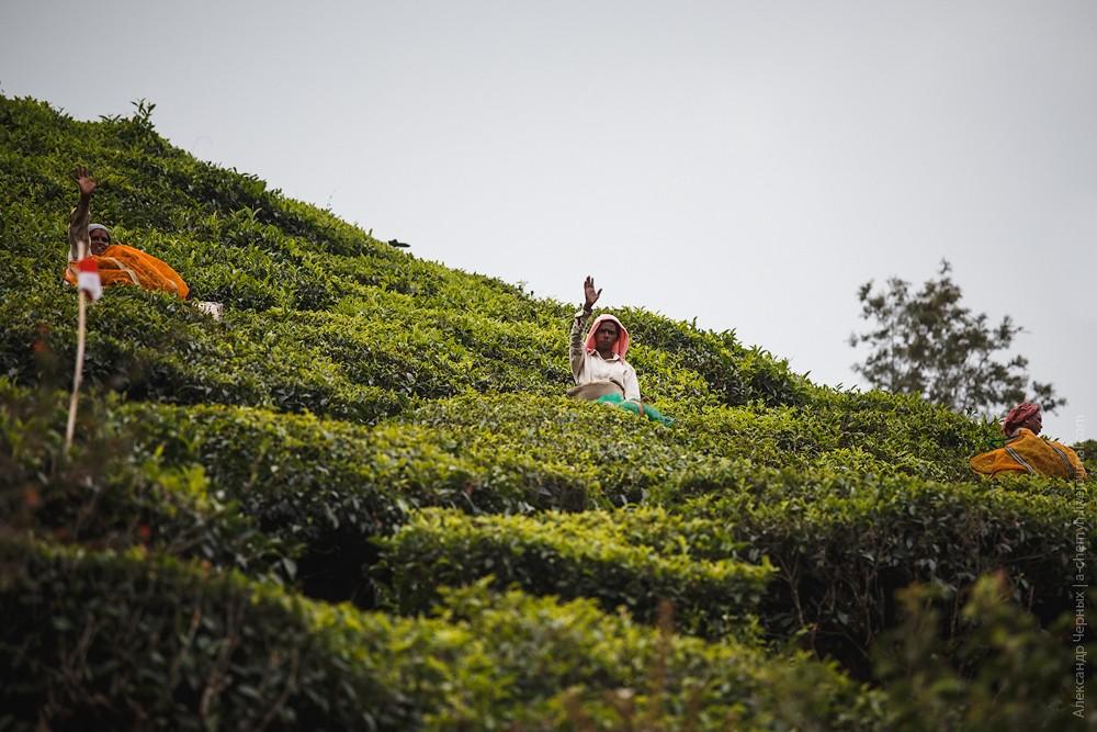 Фотография: Индийские заметки: Чайные плантации Муннара №21 - BigPicture.ru