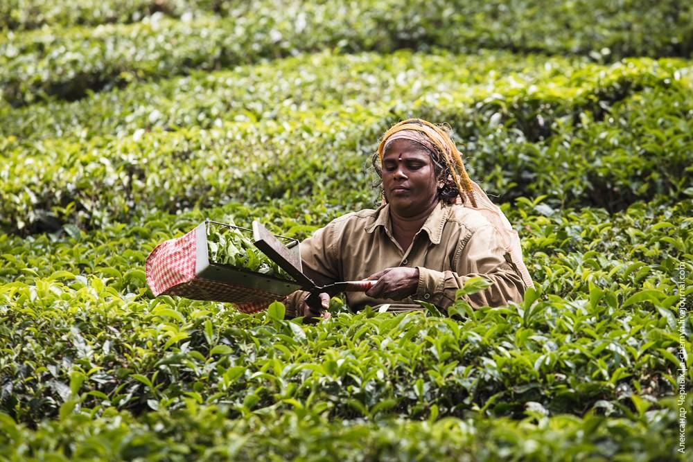 Фотография: Индийские заметки: Чайные плантации Муннара №23 - BigPicture.ru