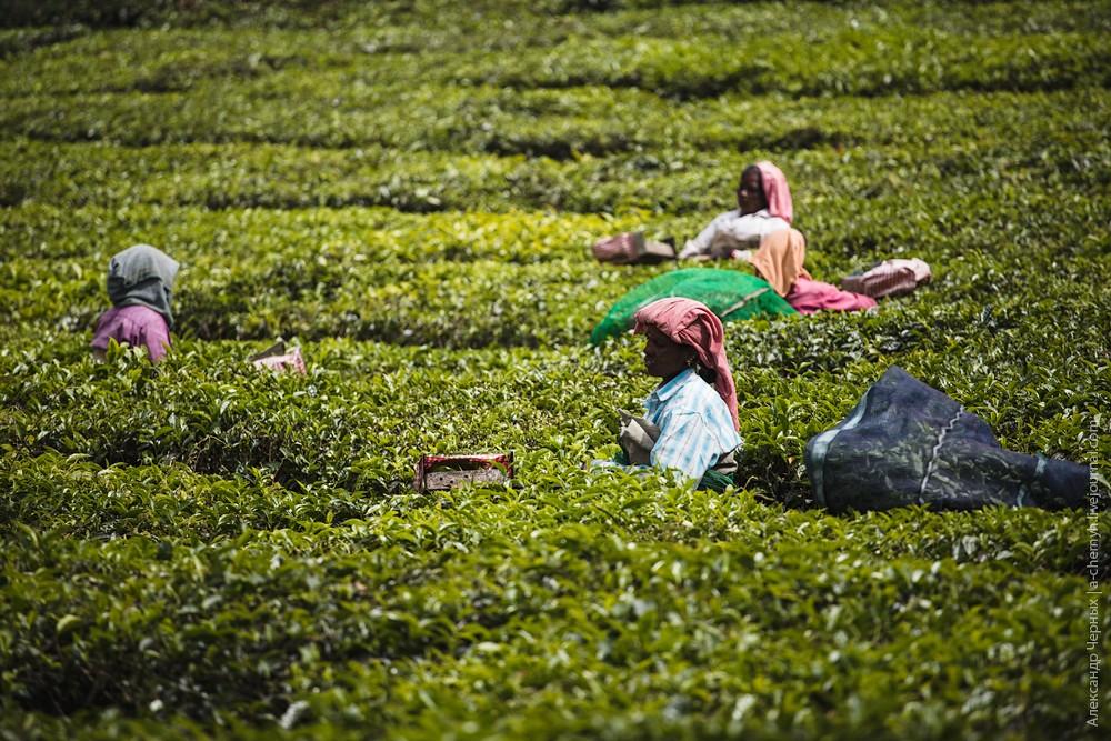 Фотография: Индийские заметки: Чайные плантации Муннара №24 - BigPicture.ru