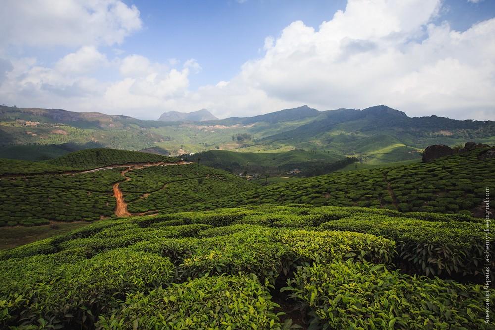 Фотография: Индийские заметки: Чайные плантации Муннара №27 - BigPicture.ru