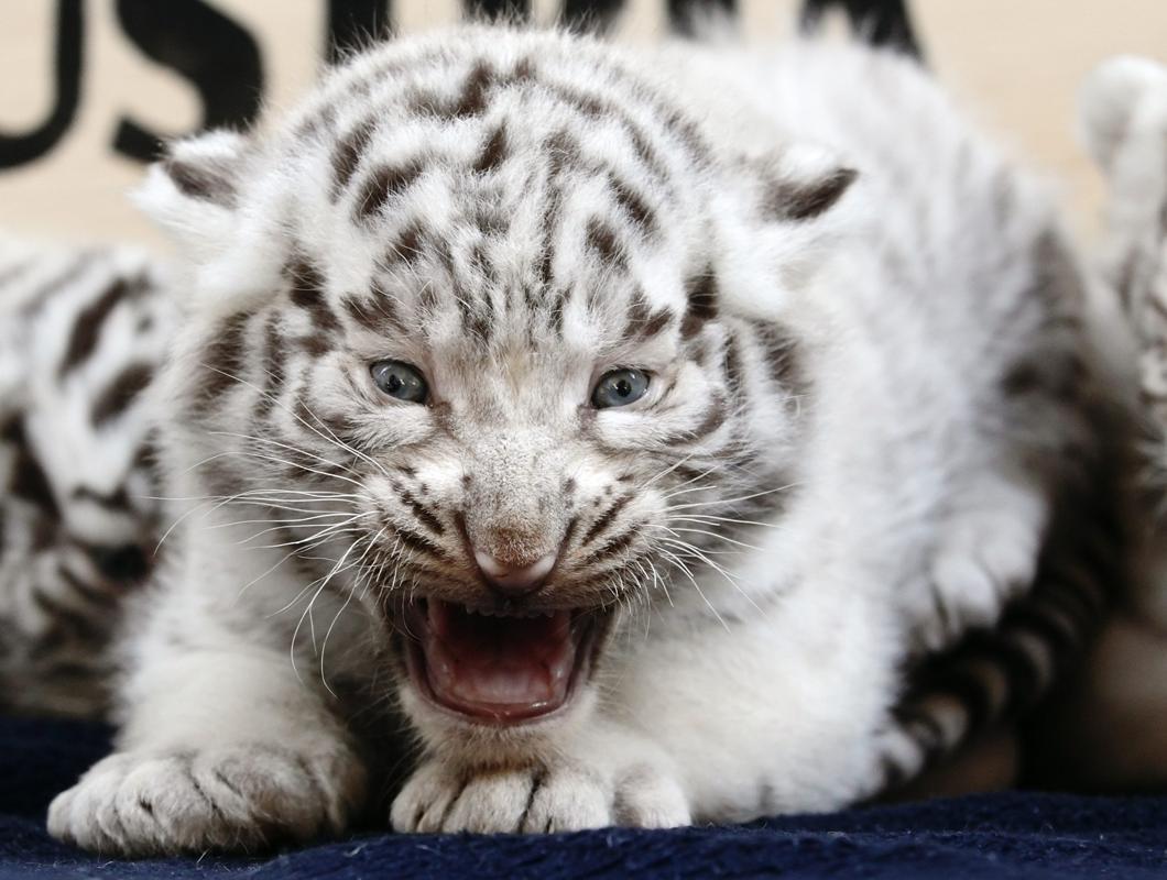 Фотография: Белый бенгальский тигренок и другие лучшие фото животных со всего мира за неделю №2 - BigPicture.ru