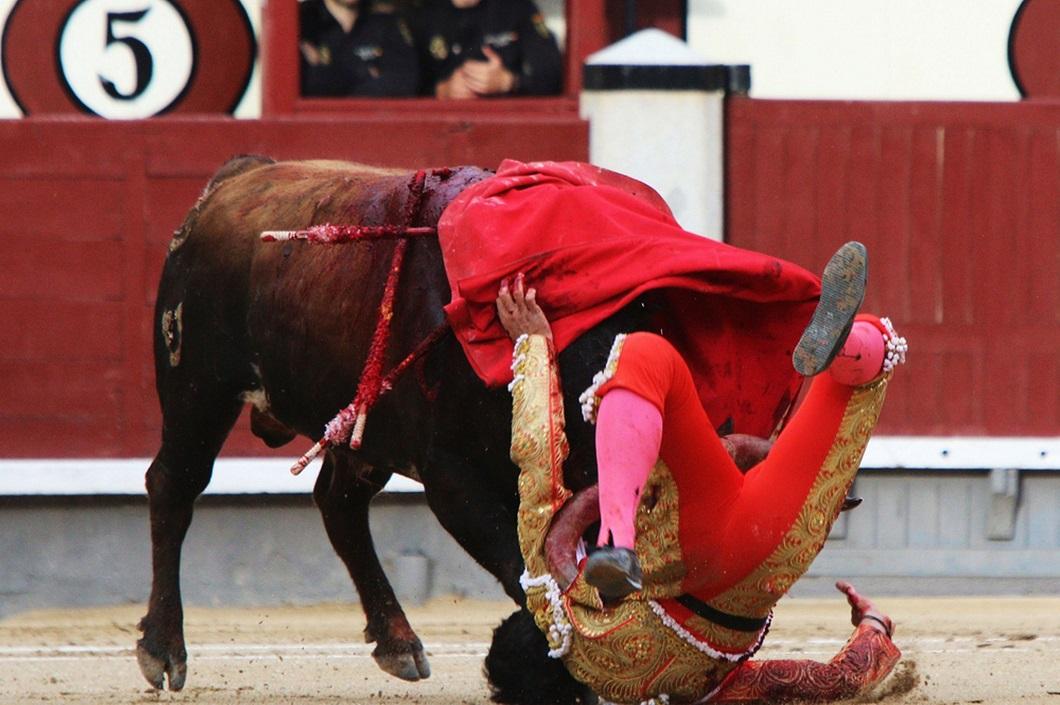 Фотография: Испанские быки одержали историческую победу №11 - BigPicture.ru