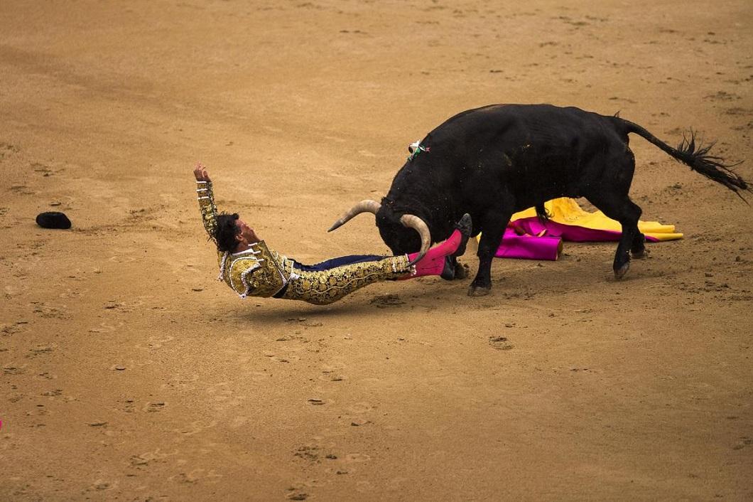 Фотография: Испанские быки одержали историческую победу №3 - BigPicture.ru