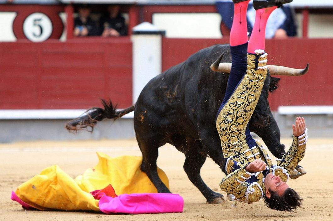 Фотография: Испанские быки одержали историческую победу №5 - BigPicture.ru
