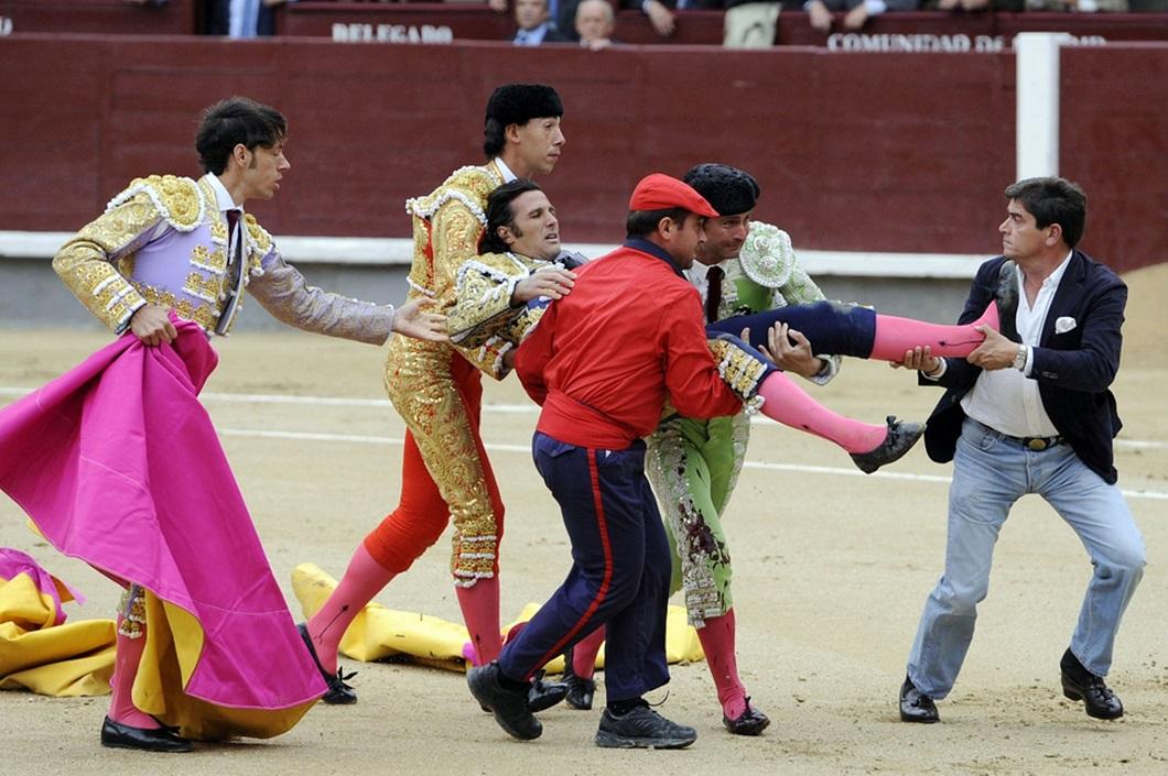 Фотография: Испанские быки одержали историческую победу №7 - BigPicture.ru