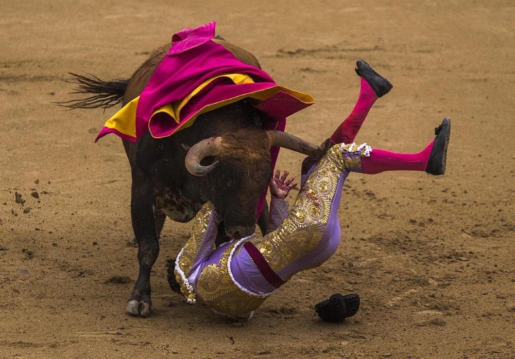 Фотография: Испанские быки одержали историческую победу №9 - BigPicture.ru