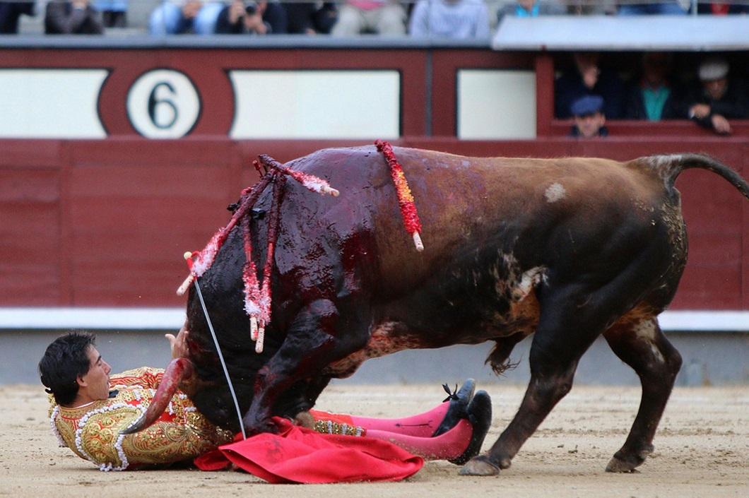 Фотография: Испанские быки одержали историческую победу №10 - BigPicture.ru