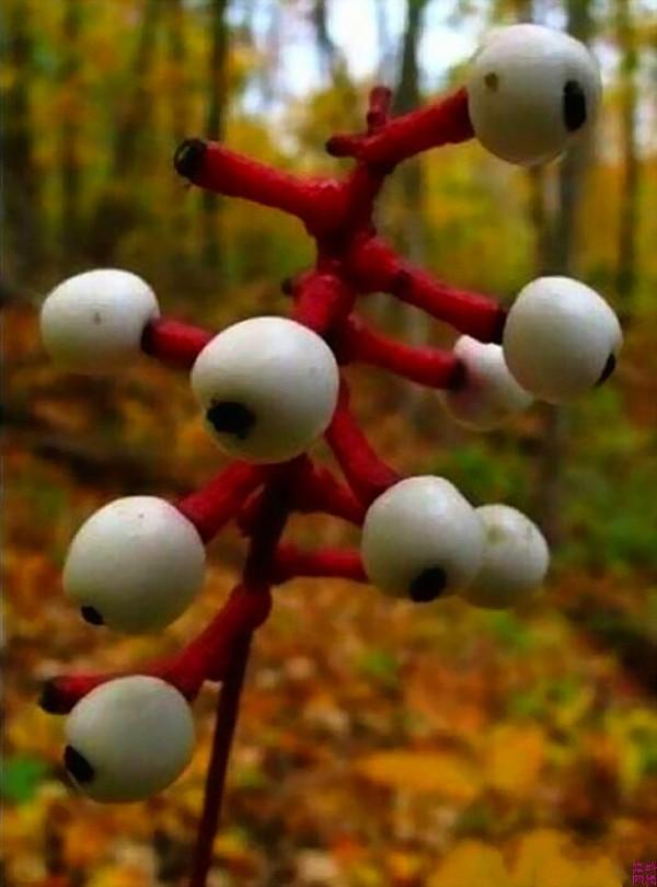 Фотография: Самые жуткие растения в мире, которые растут, возможно, у вашего дома №7 - BigPicture.ru