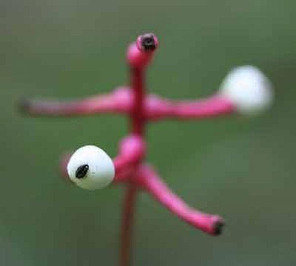 Фотография: Самые жуткие растения в мире, которые растут, возможно, у вашего дома №9 - BigPicture.ru