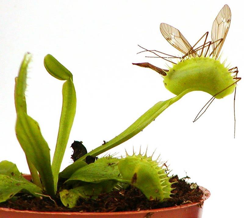 Фотография: Самые жуткие растения в мире, которые растут, возможно, у вашего дома №34 - BigPicture.ru