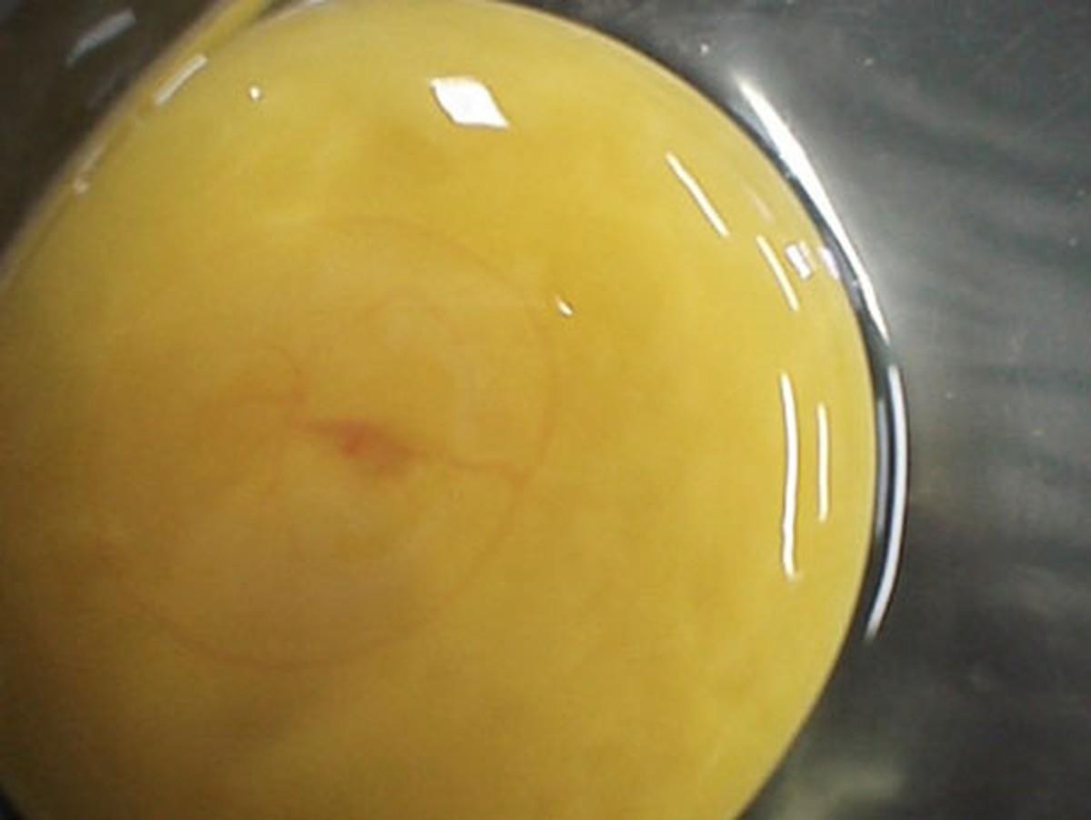 Фото развития цыпленка. Оплодотворенное яйцо курицы. Неоплодотворенный зародыш в курином яйце.