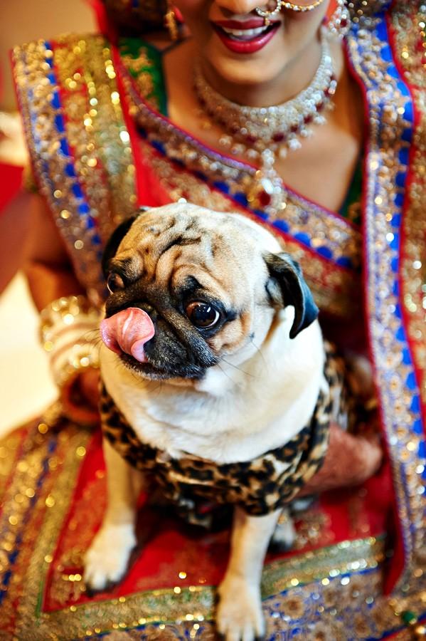 Фотография: Все индусы делают ЭТО, или Настоящая индийская свадьба №110 - BigPicture.ru