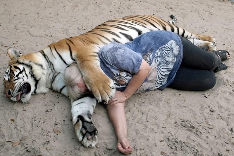 Фотография: Жизнь с тиграми №1 - BigPicture.ru