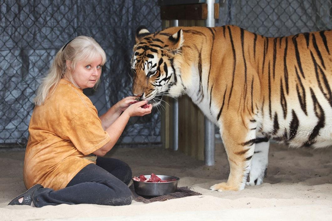 Фотография: Жизнь с тиграми №3 - BigPicture.ru