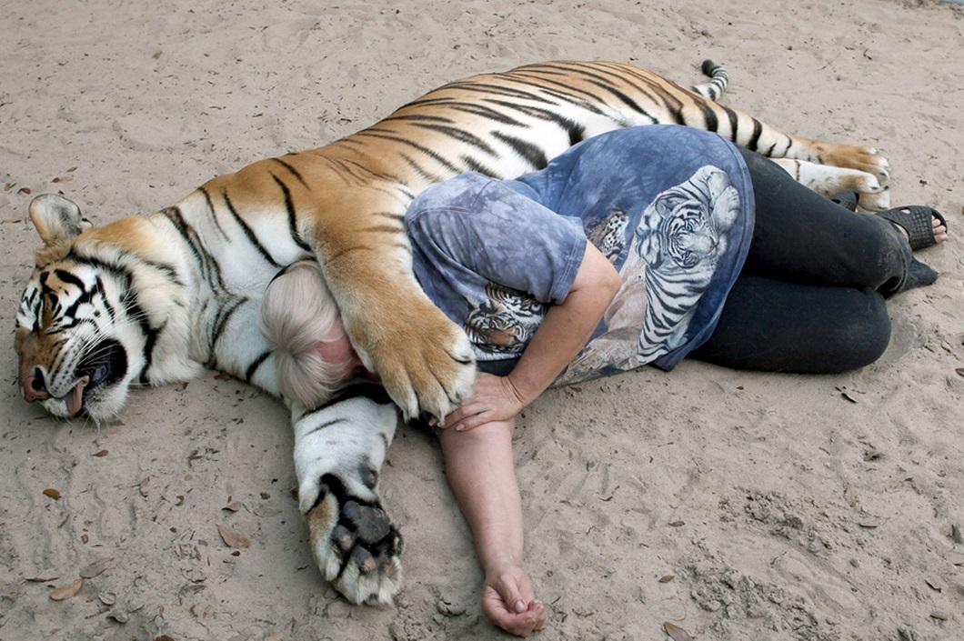 Фотография: Жизнь с тиграми №7 - BigPicture.ru