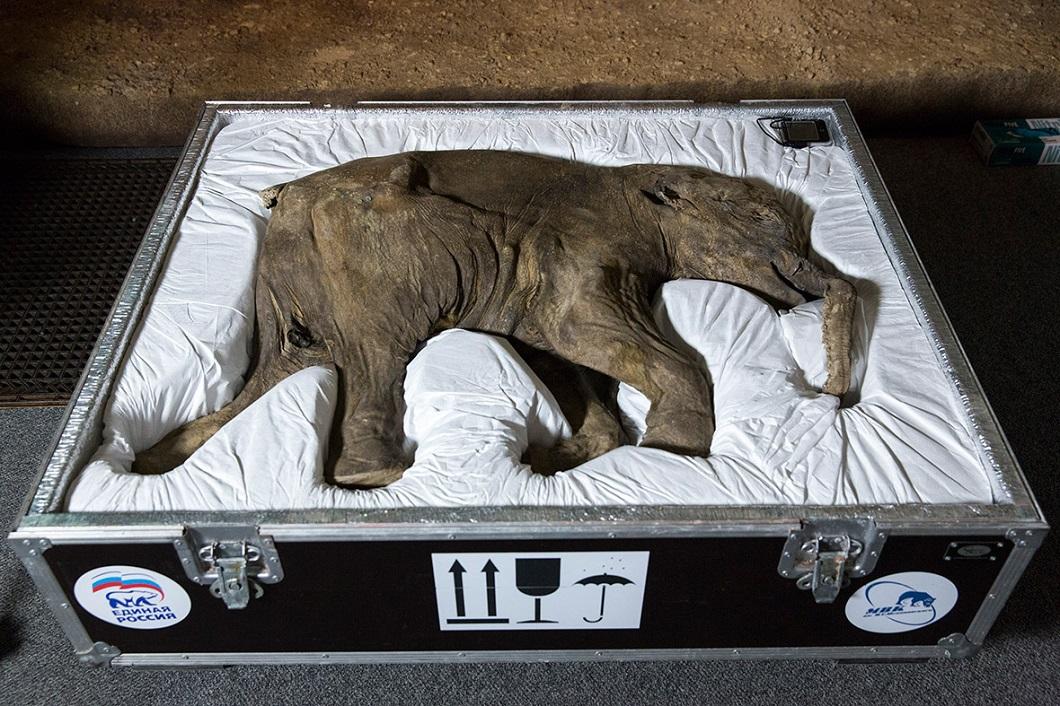 Фотография: 42000-летний мамонтенок прибыл в лондонский Музей естественной истории №2 - BigPicture.ru